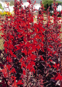 Lobelia fulgens 'Queen Victoria'